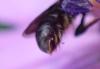 Chelostoma sp.